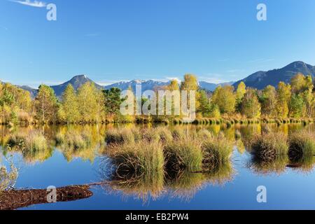 Bog avec timide (Schoenoplectus lacustris) et le bouleau (Betula pubescens), renaturé, tourbière tourbière, Grundbeckenmoor Banque D'Images