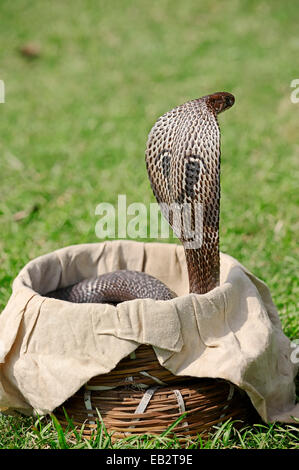 Cobra indien, Asiatique Cobra ou Cobra à lunettes (Naja naja) dans un panier du Charmeur de serpent, New Delhi, Delhi, Inde Banque D'Images