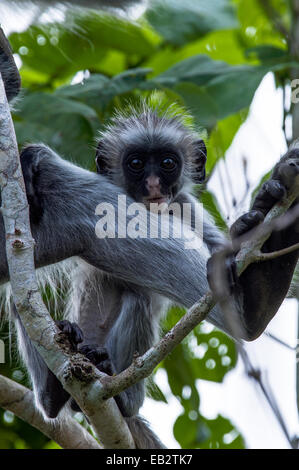 Un Zanzibar Colobus rouge peering over infantile c'est la mère de la jambe d'un couvert forestier de chiffon. Banque D'Images