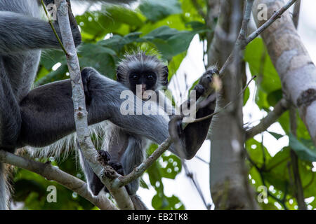 Un Zanzibar Colobus rouge peering over infantile c'est la mère de la jambe d'un couvert forestier de chiffon. Banque D'Images