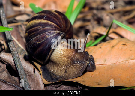 Un énorme des escargots d'Afrique de l'est en quête de nourriture sur les feuilles mortes sur le sol forestier. Banque D'Images