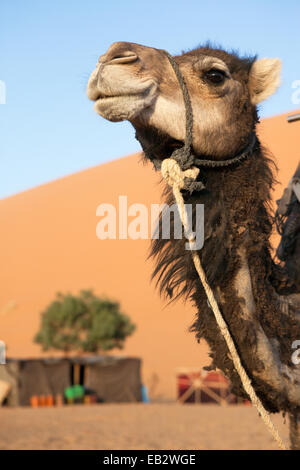 Portrait d'un chameau en face d'une tente de toile situé dans le désert du Sahara. Banque D'Images