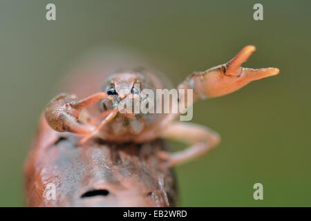 Un crabe d'eau douce, Austropotamobius pallipes, une espèce endémique d'écrevisses, maintenant menacés par la perte d'habitat et de l'introduction d'espèces. Banque D'Images