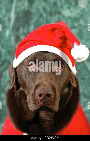 Un chien labrador retriever chocolat habillé en père Noël. Banque D'Images