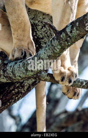 Les pieds et les orteils d'un Africain Lion debout sur les branches dans le feuillage d'un arbre. Banque D'Images