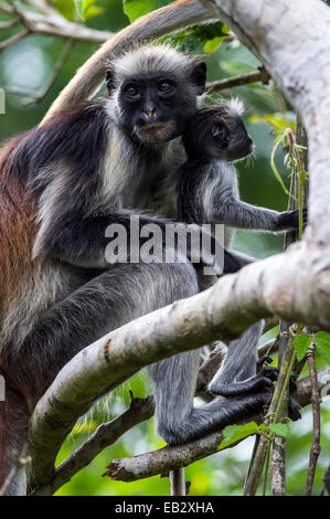 Un Zanzibar Colobus rouge mère et l'enfant se reposant dans la canopée d'une forêt de chiffon Corail. Banque D'Images