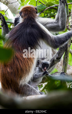 Un Zanzibar Colobus rouge bébé à mâcher sur une branche d'une forêt avec chiffon corail c'est la mère. Banque D'Images