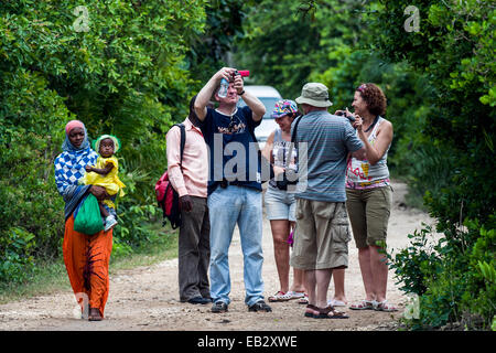 Un villageois et bébé à pied par les touristes regardant Zanzibar Red Colobus dans un chiffon Corail Forêt. Banque D'Images