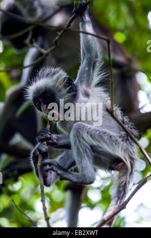 Un Zanzibar Red Colobus bébé manger et jouer avec des brindilles dans le couvert d'une forêt de chiffon Corail. Banque D'Images