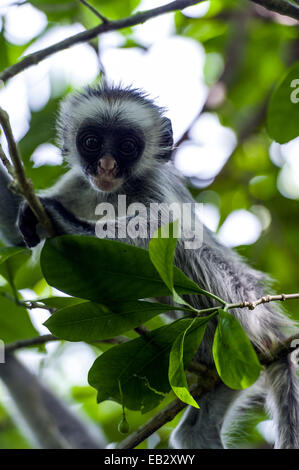 Un Zanzibar Red Colobus bébé jouant dans le feuillage d'une forêt de chiffon Corail. Banque D'Images