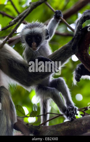 Un Zanzibar Red Colobus bébé jouant à côté de sa mère dans la canopée d'une forêt de chiffon Corail. Banque D'Images