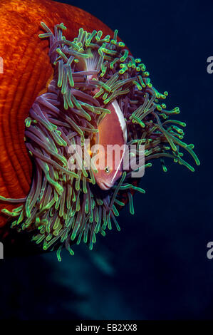 Une mouffette poisson clown natation parmi les tentacules urticantes de l'anémone sa. Banque D'Images