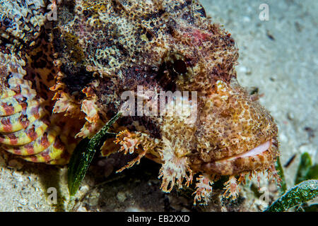 L'échelle de la mosaïque et d'un camouflage barbu venimeux scorpionfish reposant sur le fond sablonneux à proximité d'un récif de corail. Banque D'Images