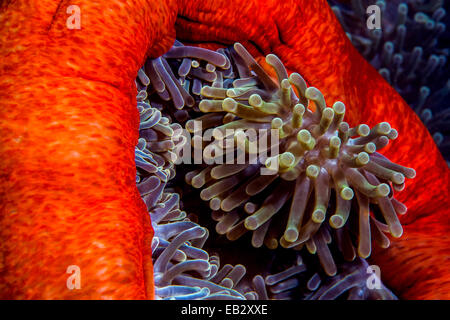 Un cluster de tentacules d'une anémone de mer magnifique rouge vif. Banque D'Images