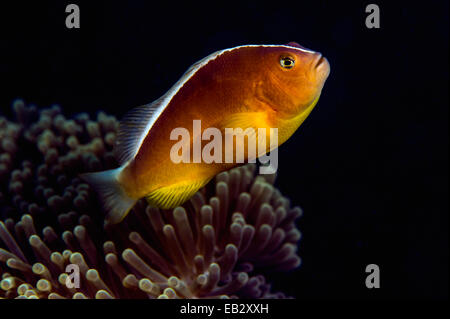 Une mouffette poisson clown natation parmi les tentacules urticantes de l'anémone sa. Banque D'Images