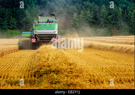 La récolte à la moissonneuse-batteuse, Grevenbroich, Rhénanie du Nord-Westphalie, Allemagne Banque D'Images