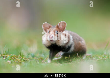 Black-bellied Hamster ou Hamster commun (Cricetus cricetus), pup, mijoter, Vienne, Vienne, Autriche l'État Banque D'Images