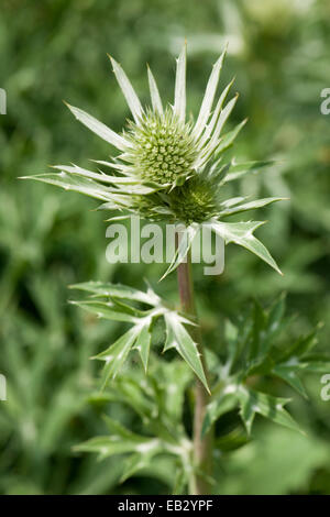 Mer Méditerranée Holly ou l'Eryngo Bourgati (Eryngium bourgatii), jardin plante, originaire des montagnes de l'Espagne et le Banque D'Images