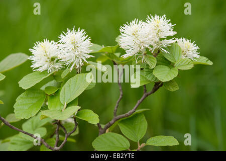 Witch Mountain Alder (Fothergilla major), fleurs et feuilles, des arbustes d'ornement, originaire d'Amérique du nord, sud-est de la Saxe Banque D'Images