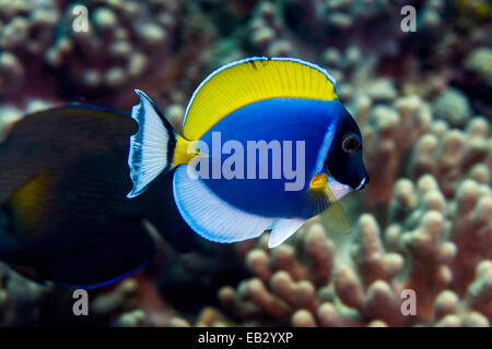 Un poisson chirurgien bleu poudre coloré nage au-dessus d'un récif tropical de corail dur. Banque D'Images