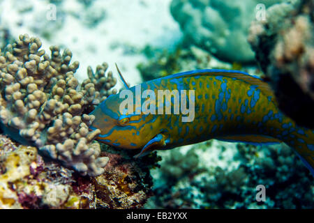 Un perroquet bleu de prescription se nourrissant d'un récif de corail tropical en utilisant c'est dur a bec. Banque D'Images