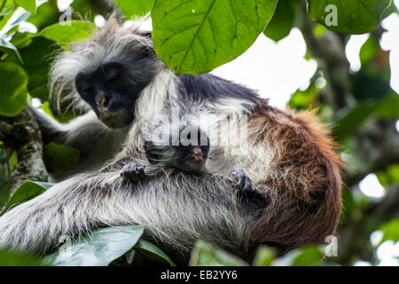 Un Zanzibar Colobus rouge dormir dans un chiffon corail couvert avec son nourrisson. Banque D'Images