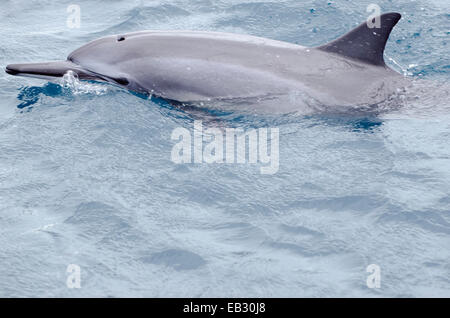 Un Hawaiien spinner dolphin nage au large de la côte de la baie de Hanapepe. Banque D'Images