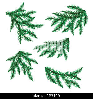 La direction générale de pin isolé sur blanc. Banque D'Images