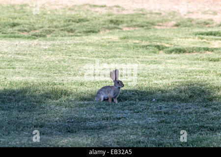 Le lapin à queue blanche (Sylvilagus audubonii) avec trois épis, Arizona, United States Banque D'Images