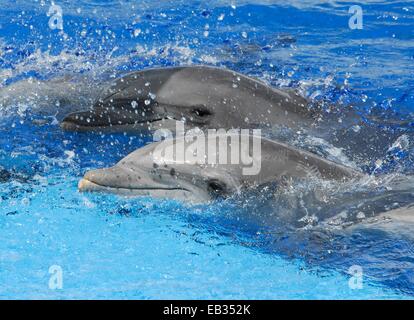 Un grand dauphin Tursiops truncatus, montrer. Banque D'Images