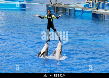 Un grand dauphin Tursiops truncatus, montrer. Banque D'Images