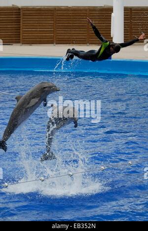 Un grand dauphin Tursiops truncatus, montrer. Banque D'Images