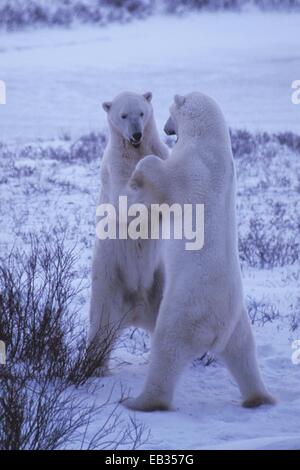 L'ours blanc, Ursus maritimus, combat dans un paysage de toundra en hiver. Banque D'Images