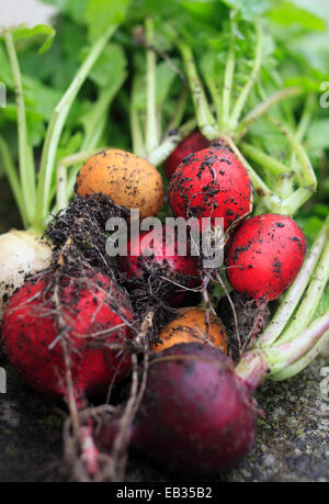 Les radis biologiques fraîchement cueillis. Banque D'Images
