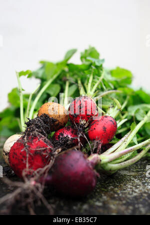 Les radis biologiques fraîchement cueillis. Banque D'Images