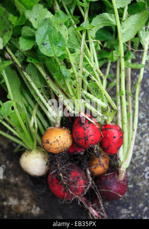 Les radis biologiques fraîchement cueillis. Banque D'Images