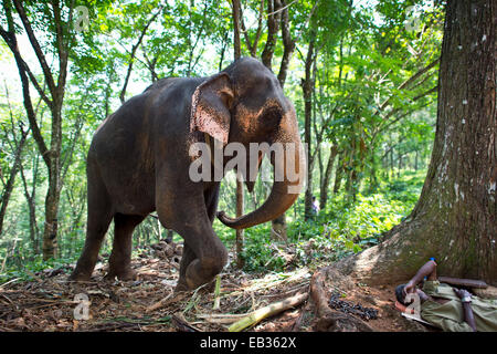 Éléphant d'Asie (Elephas maximus), le travail de l'éléphant et mahout qui se repose, Peermade, Kerala, Inde Banque D'Images