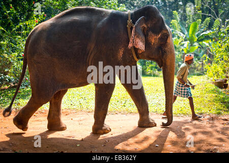 Éléphant d'Asie (Elephas maximus) et un éléphant mahout, Peermade, Kerala, Inde Banque D'Images