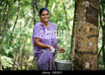 Femme debout à l'arbre à caoutchouc (Hevea brasiliensis) sur une plantation de caoutchouc naturel, Peermade, Kerala, Inde Banque D'Images