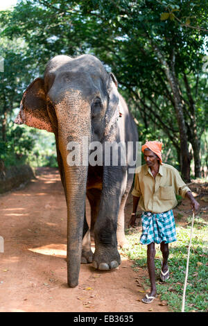 Éléphant d'Asie (Elephas maximus) et un éléphant mahout, Peermade, Kerala, Inde Banque D'Images