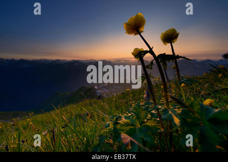 Globe (Trollius europaeus) Fleurs au coucher du soleil avec la vue panoramique sur les montagnes, vallée de Lech, kaisers, District de Reutte, Tyrol Banque D'Images
