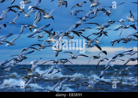 Troupeau de goélands à bec cerclé (Larus delawarensis) battant le haut, sur le lac Érié, le parc national de la Pointe-Pelée, le lac Érié, Ontario Province Banque D'Images