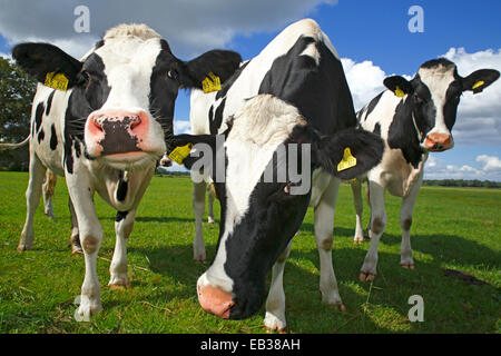 Les vaches laitières de race Frisonne de jeunes curieux sur un pâturage, la réserve naturelle du Oberalsterniederung, Wakendorf, Schleswig-Holstein, Allemagne Banque D'Images