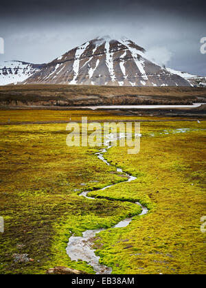 Petit ruisseau serpentant à travers un champ luxuriant couverts de mousse, l'île de Spitsbergen, Svalbard, archipel de Svalbard et Jan Mayen Banque D'Images