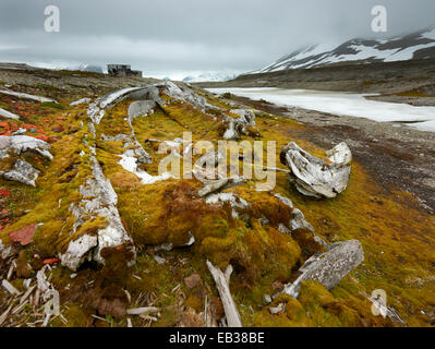 Vieux os de baleines, envahi de mousse, l'île de Spitsbergen, Svalbard, archipel de Svalbard et Jan Mayen (Norvège) Banque D'Images