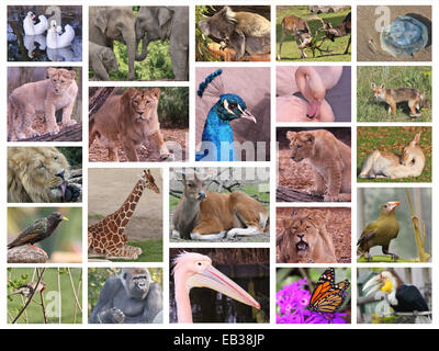 Collage de photos de la faune Banque D'Images