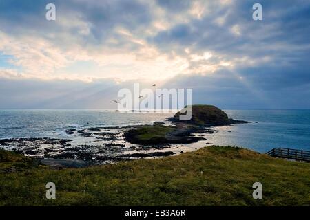 L'Australie, Phillip Island Nature Park, vu de hauts-fonds rocheux rive herbeux Banque D'Images