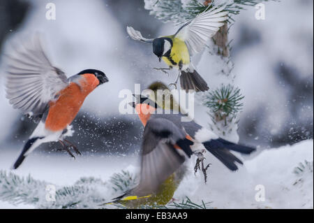 Bullfinches sur tree face Banque D'Images