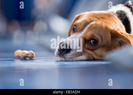 Portrait d'un chien Beagle avec un os à mâcher Banque D'Images