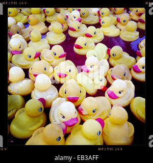 Close up de canards en caoutchouc floating in pool Banque D'Images